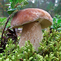 Съедобный белый гриб дубовый