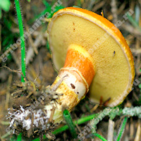 Съедобный маслёнок лиственничный (жёлтый)