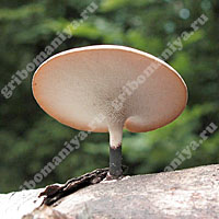 Неопределённые грибы