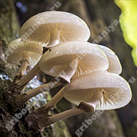 Пластинчатые грибы