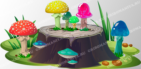 Все грибы на сайте Грибомания