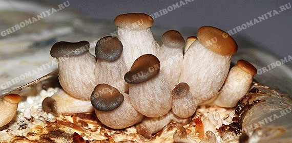 Культивируемые грибы
