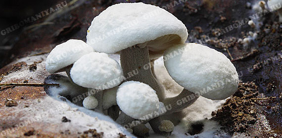 Подгруппа грибов-паразитов