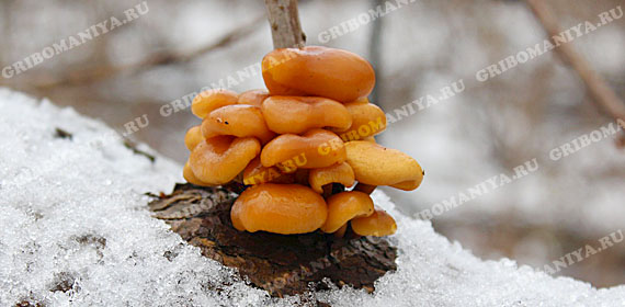 Зимний сезон грибов