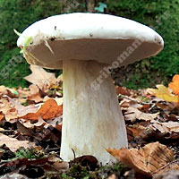 Съедобный белый гриб альпийский