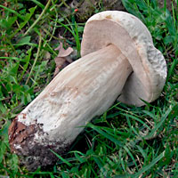 Съедобный белый гриб альпийский