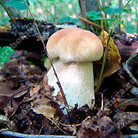 Съедобный белый гриб берёзовый