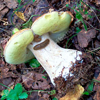 Съедобный белый гриб берёзовый