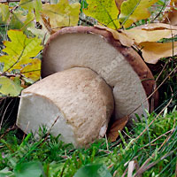 Съедобный белый гриб дубовый