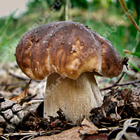 Съедобный белый гриб грабовый