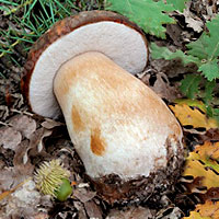 Съедобный белый гриб грабовый