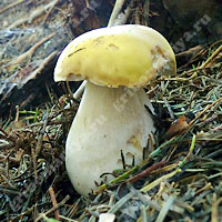 Съедобный белый гриб лимонно-жёлтый