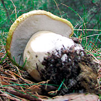Съедобный белый гриб лимонно-жёлтый
