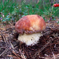 Съедобный белый гриб сосновый