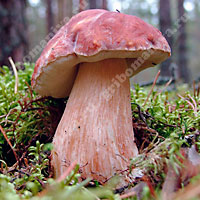Съедобный белый гриб сосновый
