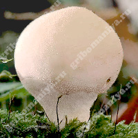 Съедобный гриб-дождевик грушевидный