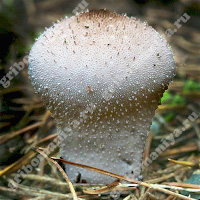 Съедобный гриб-дождевик шиповатый
