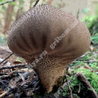 Съедобный гриб-дождевик умбровый