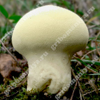 Съедобный гриб-дождевик жёлтоокрашенный