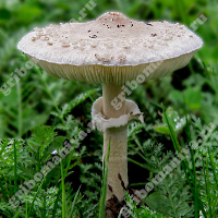 Съедобный гриб-зонтик белый