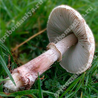 Съедобный гриб-зонтик белый
