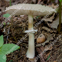 Съедобный гриб-зонтик девичий