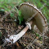 Съедобный гриб-зонтик девичий