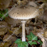 Съедобный гриб-зонтик изящный