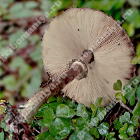 Съедобный гриб-зонтик изящный