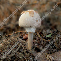 Съедобный гриб-зонтик Конрада