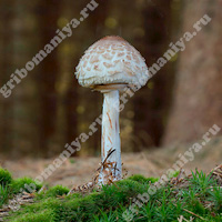 Съедобный гриб-зонтик краснеющий