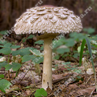 Съедобный гриб-зонтик краснеющий