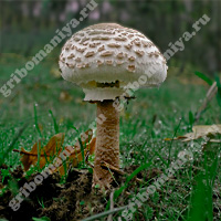 Съедобный гриб-зонтик пёстрый