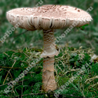 Съедобный гриб-зонтик пёстрый