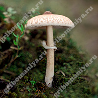Съедобный гриб-зонтик сосцевидный