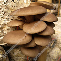 Культивируемые грибы