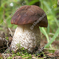 Летние грибы