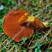 Съедобный моховичок тёмно-коричневый