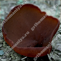 Съедобная пецица коричневая