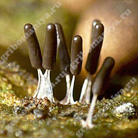 Плесневые грибы