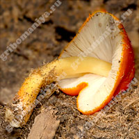 Съедобный плютей оранжево-морщинистый
