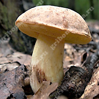 Съедобный полубелый гриб