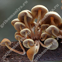 Природные грибы