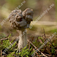 Сумчатые грибы