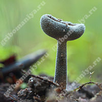 Сумчатые грибы