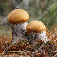 Высшие грибы