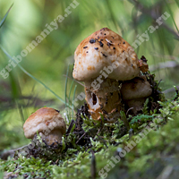 Высшие грибы