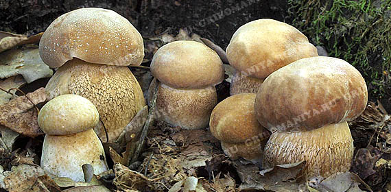 Первая категория грибов