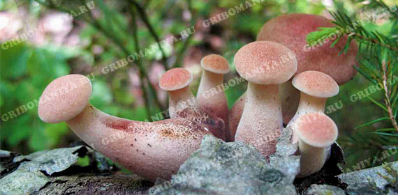 Природные грибы