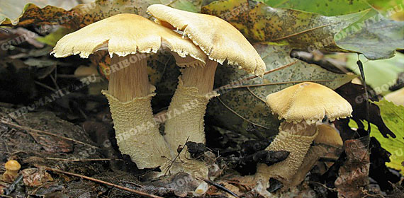 Подгруппа грибов-сапрофитов